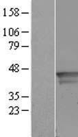 Western blot validation of overexpression lysate (Cat# LY410333) using anti-DDK antibody (Cat# TA50011-100). Left: Cell lysates from un-transfected HEK293T cells; Right: Cell lysates from HEK293T cells transfected with RC202535 using transfection reagent MegaTran 2.0 (Cat# TT210002).