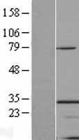 Western blot validation of overexpression lysate (Cat# LY414957) using anti-DDK antibody (Cat# TA50011-100). Left: Cell lysates from un-transfected HEK293T cells; Right: Cell lysates from HEK293T cells transfected with RC202728 using transfection reagent MegaTran 2.0 (Cat# TT210002).