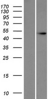 Western blot validation of overexpression lysate (Cat# LY417260) using anti-DDK antibody (Cat# TA50011-100). Left: Cell lysates from un-transfected HEK293T cells; Right: Cell lysates from HEK293T cells transfected with RC205657 using transfection reagent MegaTran 2.0 (Cat# TT210002).