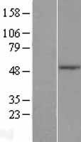 Western blot validation of overexpression lysate (Cat# LY411074) using anti-DDK antibody (Cat# TA50011-100). Left: Cell lysates from un-transfected HEK293T cells; Right: Cell lysates from HEK293T cells transfected with RC205815 using transfection reagent MegaTran 2.0 (Cat# TT210002).