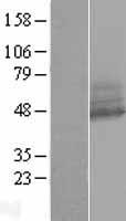 Western blot validation of overexpression lysate (Cat# LY414498) using anti-DDK antibody (Cat# TA50011-100). Left: Cell lysates from un-transfected HEK293T cells; Right: Cell lysates from HEK293T cells transfected with RC203962 using transfection reagent MegaTran 2.0 (Cat# TT210002).