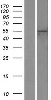 Western blot validation of overexpression lysate (Cat# LY410961) using anti-DDK antibody (Cat# TA50011-100). Left: Cell lysates from un-transfected HEK293T cells; Right: Cell lysates from HEK293T cells transfected with RC203404 using transfection reagent MegaTran 2.0 (Cat# TT210002).