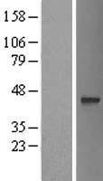 Western blot validation of overexpression lysate (Cat# LY406203) using anti-DDK antibody (Cat# TA50011-100). Left: Cell lysates from un-transfected HEK293T cells; Right: Cell lysates from HEK293T cells transfected with RC204826 using transfection reagent MegaTran 2.0 (Cat# TT210002).