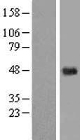 Western blot validation of overexpression lysate (Cat# LY412621) using anti-DDK antibody (Cat# TA50011-100). Left: Cell lysates from un-transfected HEK293T cells; Right: Cell lysates from HEK293T cells transfected with RC205059 using transfection reagent MegaTran 2.0 (Cat# TT210002).