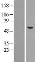 Western blot validation of overexpression lysate (Cat# LY408121) using anti-DDK antibody (Cat# TA50011-100). Left: Cell lysates from un-transfected HEK293T cells; Right: Cell lysates from HEK293T cells transfected with RC205014 using transfection reagent MegaTran 2.0 (Cat# TT210002).