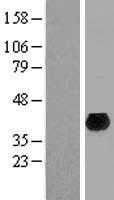 Western blot validation of overexpression lysate (Cat# LY404132) using anti-DDK antibody (Cat# TA50011-100). Left: Cell lysates from un-transfected HEK293T cells; Right: Cell lysates from HEK293T cells transfected with RC204659 using transfection reagent MegaTran 2.0 (Cat# TT210002).