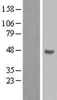 Western blot validation of overexpression lysate (Cat# LY405332) using anti-DDK antibody (Cat# TA50011-100). Left: Cell lysates from un-transfected HEK293T cells; Right: Cell lysates from HEK293T cells transfected with RC219166 using transfection reagent MegaTran 2.0 (Cat# TT210002).