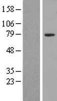 Western blot validation of overexpression lysate (Cat# LY416523) using anti-DDK antibody (Cat# TA50011-100). Left: Cell lysates from un-transfected HEK293T cells; Right: Cell lysates from HEK293T cells transfected with RC211940 using transfection reagent MegaTran 2.0 (Cat# TT210002).