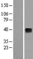 Western blot validation of overexpression lysate (Cat# LY407466) using anti-DDK antibody (Cat# TA50011-100). Left: Cell lysates from un-transfected HEK293T cells; Right: Cell lysates from HEK293T cells transfected with RC220496 using transfection reagent MegaTran 2.0 (Cat# TT210002).