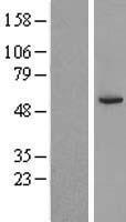 Western blot validation of overexpression lysate (Cat# LY406995) using anti-DDK antibody (Cat# TA50011-100). Left: Cell lysates from un-transfected HEK293T cells; Right: Cell lysates from HEK293T cells transfected with RC219637 using transfection reagent MegaTran 2.0 (Cat# TT210002).