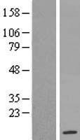 Western blot validation of overexpression lysate (Cat# LY405721) using anti-DDK antibody (Cat# TA50011-100). Left: Cell lysates from un-transfected HEK293T cells; Right: Cell lysates from HEK293T cells transfected with RC221683 using transfection reagent MegaTran 2.0 (Cat# TT210002).