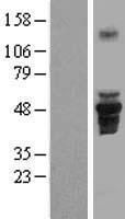 Western blot validation of overexpression lysate (Cat# LY406932) using anti-DDK antibody (Cat# TA50011-100). Left: Cell lysates from un-transfected HEK293T cells; Right: Cell lysates from HEK293T cells transfected with RC209160 using transfection reagent MegaTran 2.0 (Cat# TT210002).