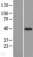 Western blot validation of overexpression lysate (Cat# LY407169) using anti-DDK antibody (Cat# TA50011-100). Left: Cell lysates from un-transfected HEK293T cells; Right: Cell lysates from HEK293T cells transfected with RC220438 using transfection reagent MegaTran 2.0 (Cat# TT210002).