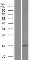 Western blot validation of overexpression lysate (Cat# LY424226) using anti-DDK antibody (Cat# TA50011-100). Left: Cell lysates from un-transfected HEK293T cells; Right: Cell lysates from HEK293T cells transfected with RC219756 using transfection reagent MegaTran 2.0 (Cat# TT210002).