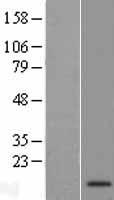 Western blot validation of overexpression lysate (Cat# LY424214) using anti-DDK antibody (Cat# TA50011-100). Left: Cell lysates from un-transfected HEK293T cells; Right: Cell lysates from HEK293T cells transfected with RC219961 using transfection reagent MegaTran 2.0 (Cat# TT210002).