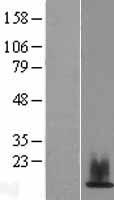 Western blot validation of overexpression lysate (Cat# LY412131) using anti-DDK antibody (Cat# TA50011-100). Left: Cell lysates from un-transfected HEK293T cells; Right: Cell lysates from HEK293T cells transfected with RC214885 using transfection reagent MegaTran 2.0 (Cat# TT210002).