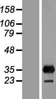 Western blot validation of overexpression lysate (Cat# LY424091) using anti-DDK antibody (Cat# TA50011-100). Left: Cell lysates from un-transfected HEK293T cells; Right: Cell lysates from HEK293T cells transfected with RC213537 using transfection reagent MegaTran 2.0 (Cat# TT210002).