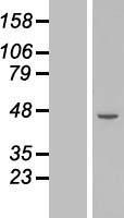 Western blot validation of overexpression lysate (Cat# LY412471) using anti-DDK antibody (Cat# TA50011-100). Left: Cell lysates from un-transfected HEK293T cells; Right: Cell lysates from HEK293T cells transfected with RC208193 using transfection reagent MegaTran 2.0 (Cat# TT210002).