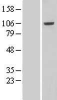 Western blot validation of overexpression lysate (Cat# LY415307) using anti-DDK antibody (Cat# TA50011-100). Left: Cell lysates from un-transfected HEK293T cells; Right: Cell lysates from HEK293T cells transfected with RC207267 using transfection reagent MegaTran 2.0 (Cat# TT210002).