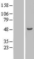 Western blot validation of overexpression lysate (Cat# LY404907) using anti-DDK antibody (Cat# TA50011-100). Left: Cell lysates from un-transfected HEK293T cells; Right: Cell lysates from HEK293T cells transfected with RC207059 using transfection reagent MegaTran 2.0 (Cat# TT210002).