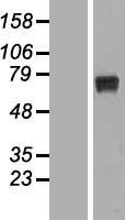 Western blot validation of overexpression lysate (Cat# LY407683) using anti-DDK antibody (Cat# TA50011-100). Left: Cell lysates from un-transfected HEK293T cells; Right: Cell lysates from HEK293T cells transfected with RC204564 using transfection reagent MegaTran 2.0 (Cat# TT210002).