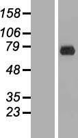 Western blot validation of overexpression lysate (Cat# LY416613) using anti-DDK antibody (Cat# TA50011-100). Left: Cell lysates from un-transfected HEK293T cells; Right: Cell lysates from HEK293T cells transfected with RC204468 using transfection reagent MegaTran 2.0 (Cat# TT210002).