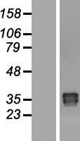 Western blot validation of overexpression lysate (Cat# LY405896) using anti-DDK antibody (Cat# TA50011-100). Left: Cell lysates from un-transfected HEK293T cells; Right: Cell lysates from HEK293T cells transfected with RC208300 using transfection reagent MegaTran 2.0 (Cat# TT210002).