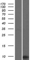 Western blot validation of overexpression lysate (Cat# LY414289) using anti-DDK antibody (Cat# TA50011-100). Left: Cell lysates from un-transfected HEK293T cells; Right: Cell lysates from HEK293T cells transfected with RC210282 using transfection reagent MegaTran 2.0 (Cat# TT210002).