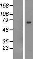 Western blot validation of overexpression lysate (Cat# LY421968) using anti-DDK antibody (Cat# TA50011-100). Left: Cell lysates from un-transfected HEK293T cells; Right: Cell lysates from HEK293T cells transfected with RC207411 using transfection reagent MegaTran 2.0 (Cat# TT210002).