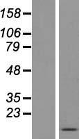 Western blot validation of overexpression lysate (Cat# LY407238) using anti-DDK antibody (Cat# TA50011-100). Left: Cell lysates from un-transfected HEK293T cells; Right: Cell lysates from HEK293T cells transfected with RC209342 using transfection reagent MegaTran 2.0 (Cat# TT210002).