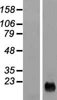 Western blot validation of overexpression lysate (Cat# LY404713) using anti-DDK antibody (Cat# TA50011-100). Left: Cell lysates from un-transfected HEK293T cells; Right: Cell lysates from HEK293T cells transfected with RC208626 using transfection reagent MegaTran 2.0 (Cat# TT210002).