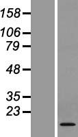 Western blot validation of overexpression lysate (Cat# LY406392) using anti-DDK antibody (Cat# TA50011-100). Left: Cell lysates from un-transfected HEK293T cells; Right: Cell lysates from HEK293T cells transfected with RC210448 using transfection reagent MegaTran 2.0 (Cat# TT210002).