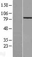 Western blot validation of overexpression lysate (Cat# LY410297) using anti-DDK antibody (Cat# TA50011-100). Left: Cell lysates from un-transfected HEK293T cells; Right: Cell lysates from HEK293T cells transfected with RC223793 using transfection reagent MegaTran 2.0 (Cat# TT210002).