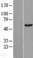 Western blot validation of overexpression lysate (Cat# LY408224) using anti-DDK antibody (Cat# TA50011-100). Left: Cell lysates from un-transfected HEK293T cells; Right: Cell lysates from HEK293T cells transfected with RC206876 using transfection reagent MegaTran 2.0 (Cat# TT210002).