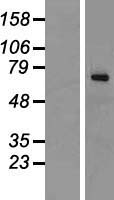Western blot validation of overexpression lysate (Cat# LY411087) using anti-DDK antibody (Cat# TA50011-100). Left: Cell lysates from un-transfected HEK293T cells; Right: Cell lysates from HEK293T cells transfected with RC201405 using transfection reagent MegaTran 2.0 (Cat# TT210002).