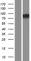 Western blot validation of overexpression lysate (Cat# LY413261) using anti-DDK antibody (Cat# TA50011-100). Left: Cell lysates from un-transfected HEK293T cells; Right: Cell lysates from HEK293T cells transfected with RC200129 using transfection reagent MegaTran 2.0 (Cat# TT210002).
