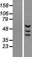 Western blot validation of overexpression lysate (Cat# LY421838) using anti-DDK antibody (Cat# TA50011-100). Left: Cell lysates from un-transfected HEK293T cells; Right: Cell lysates from HEK293T cells transfected with RC210625 using transfection reagent MegaTran 2.0 (Cat# TT210002).