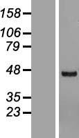 Western blot validation of overexpression lysate (Cat# LY416942) using anti-DDK antibody (Cat# TA50011-100). Left: Cell lysates from un-transfected HEK293T cells; Right: Cell lysates from HEK293T cells transfected with RC201273 using transfection reagent MegaTran 2.0 (Cat# TT210002).