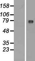 Western blot validation of overexpression lysate (Cat# LY410840) using anti-DDK antibody (Cat# TA50011-100). Left: Cell lysates from un-transfected HEK293T cells; Right: Cell lysates from HEK293T cells transfected with RC223835 using transfection reagent MegaTran 2.0 (Cat# TT210002).