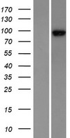 Western blot validation of overexpression lysate (Cat# LY417794) using anti-DDK antibody (Cat# TA50011-100). Left: Cell lysates from un-transfected HEK293T cells; Right: Cell lysates from HEK293T cells transfected with RC213297 using transfection reagent MegaTran 2.0 (Cat# TT210002).