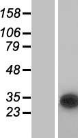 Western blot validation of overexpression lysate (Cat# LY414278) using anti-DDK antibody (Cat# TA50011-100). Left: Cell lysates from un-transfected HEK293T cells; Right: Cell lysates from HEK293T cells transfected with RC205748 using transfection reagent MegaTran 2.0 (Cat# TT210002).