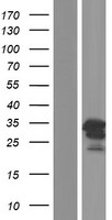 Western blot validation of overexpression lysate (Cat# LY403979) using anti-DDK antibody (Cat# TA50011-100). Left: Cell lysates from un-transfected HEK293T cells; Right: Cell lysates from HEK293T cells transfected with RC209625 using transfection reagent MegaTran 2.0 (Cat# TT210002).
