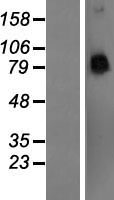 Western blot validation of overexpression lysate (Cat# LY410492) using anti-DDK antibody (Cat# TA50011-100). Left: Cell lysates from un-transfected HEK293T cells; Right: Cell lysates from HEK293T cells transfected with RC211327 using transfection reagent MegaTran 2.0 (Cat# TT210002).