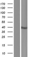 Western blot validation of overexpression lysate (Cat# LY410880) using anti-DDK antibody (Cat# TA50011-100). Left: Cell lysates from un-transfected HEK293T cells; Right: Cell lysates from HEK293T cells transfected with RC200932 using transfection reagent MegaTran 2.0 (Cat# TT210002).