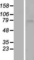 Western blot validation of overexpression lysate (Cat# LY409379) using anti-DDK antibody (Cat# TA50011-100). Left: Cell lysates from un-transfected HEK293T cells; Right: Cell lysates from HEK293T cells transfected with RC215877 using transfection reagent MegaTran 2.0 (Cat# TT210002).
