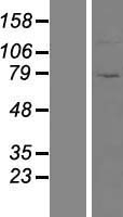 Western blot validation of overexpression lysate (Cat# LY428520) using anti-DDK antibody (Cat# TA50011-100). Left: Cell lysates from un-transfected HEK293T cells; Right: Cell lysates from HEK293T cells transfected with RC227233 using transfection reagent MegaTran 2.0 (Cat# TT210002).