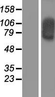 Western blot validation of overexpression lysate (Cat# LY405948) using anti-DDK antibody (Cat# TA50011-100). Left: Cell lysates from un-transfected HEK293T cells; Right: Cell lysates from HEK293T cells transfected with RC206511 using transfection reagent MegaTran 2.0 (Cat# TT210002).