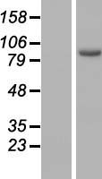 Western blot validation of overexpression lysate (Cat# LY406678) using anti-DDK antibody (Cat# TA50011-100). Left: Cell lysates from un-transfected HEK293T cells; Right: Cell lysates from HEK293T cells transfected with RC206951 using transfection reagent MegaTran 2.0 (Cat# TT210002).