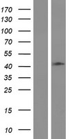 Western blot validation of overexpression lysate (Cat# LY413524) using anti-DDK antibody (Cat# TA50011-100). Left: Cell lysates from un-transfected HEK293T cells; Right: Cell lysates from HEK293T cells transfected with RC200173 using transfection reagent MegaTran 2.0 (Cat# TT210002).