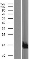 Western blot validation of overexpression lysate (Cat# LY407491) using anti-DDK antibody (Cat# TA50011-100). Left: Cell lysates from un-transfected HEK293T cells; Right: Cell lysates from HEK293T cells transfected with RC218507 using transfection reagent MegaTran 2.0 (Cat# TT210002).